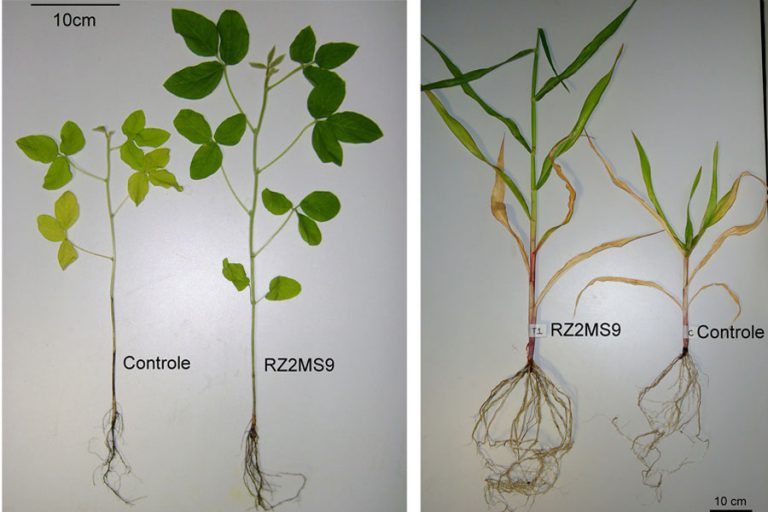 Aplicação de Rizobactéria Promotora do Crescimento RZ2MS9 promoveu crescimento de soja (à esquerda) e milho (à direita) – Foto: Bruna Durante Batista